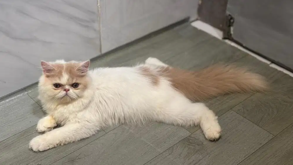 Kitten persian flatnose longhair