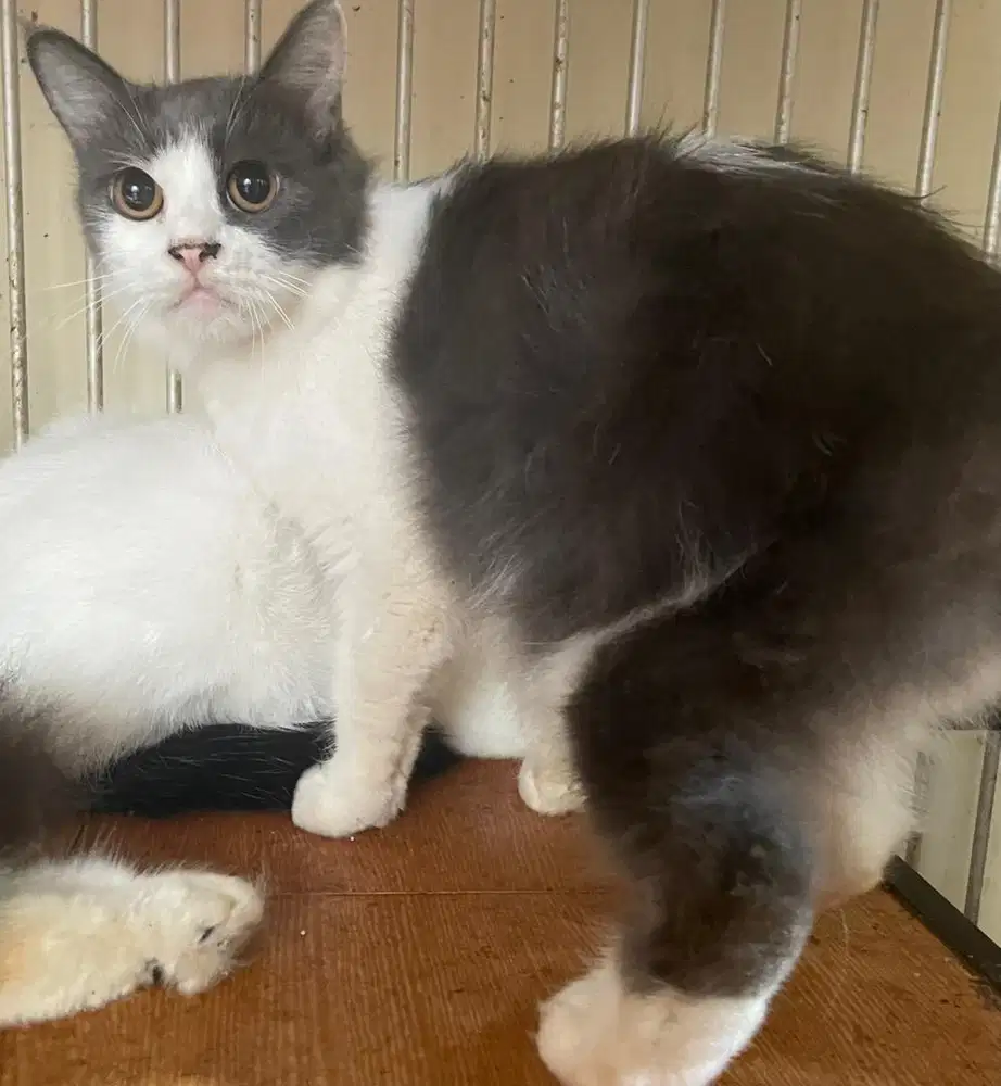 Persia flat proven & persia mixdom