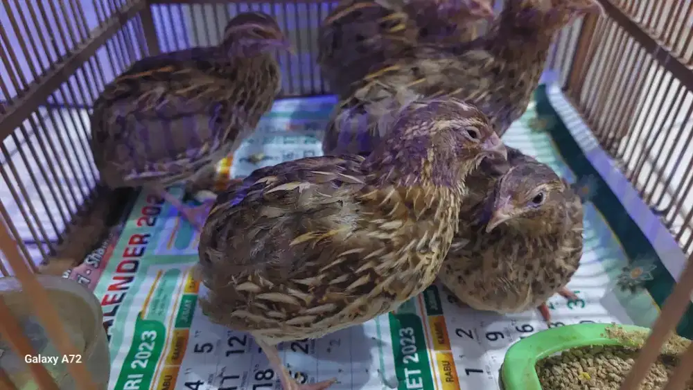 Burung puyuh betina dewasa