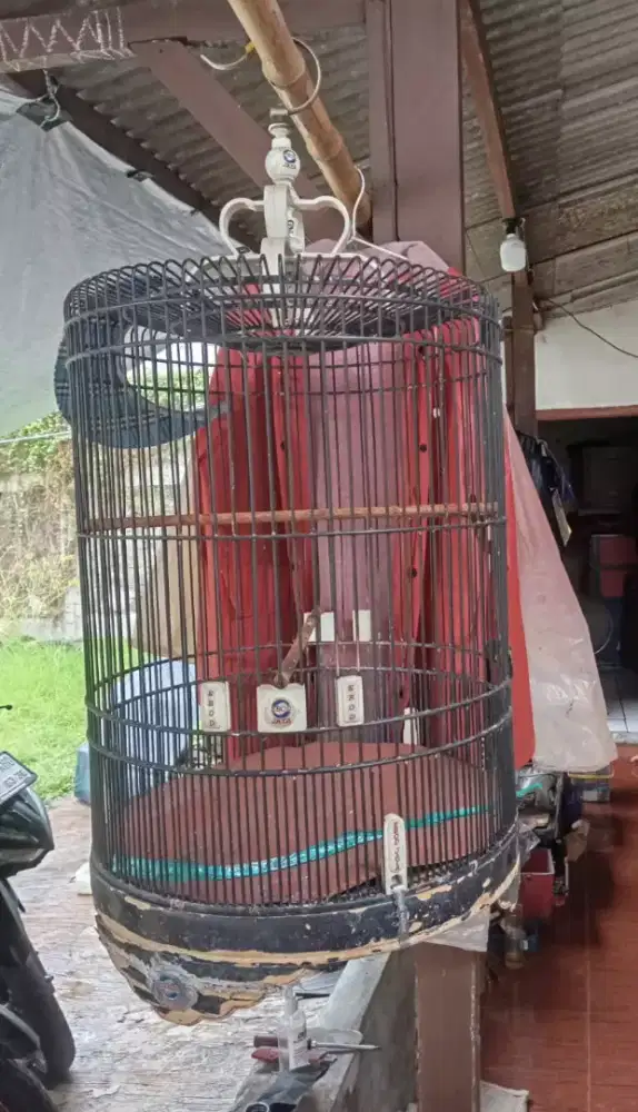 Kandang burung murai