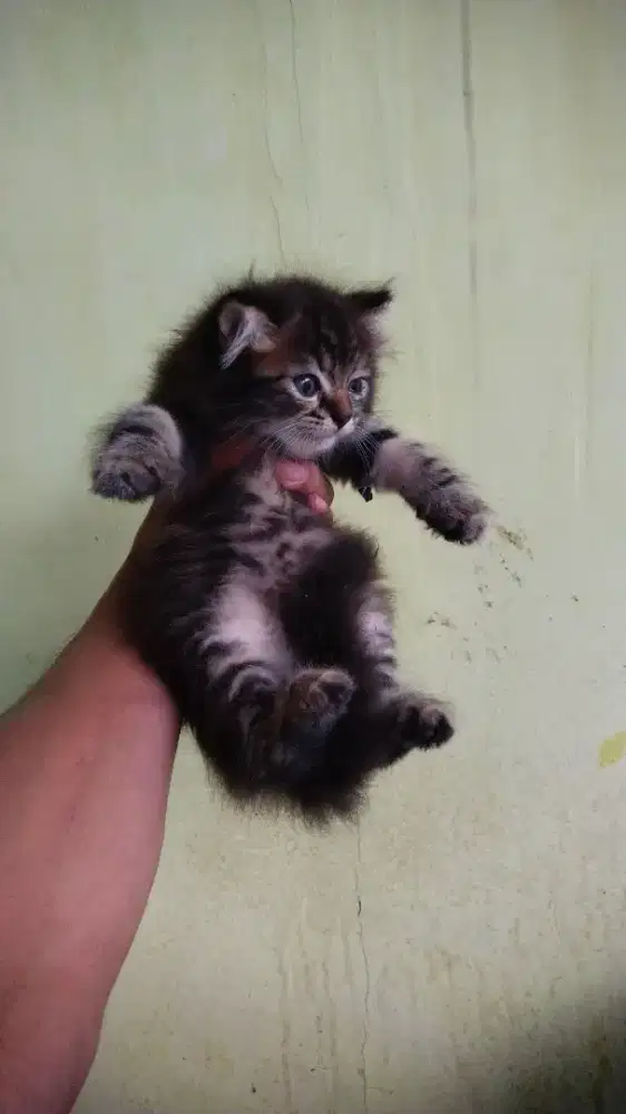 Kucing persia medium