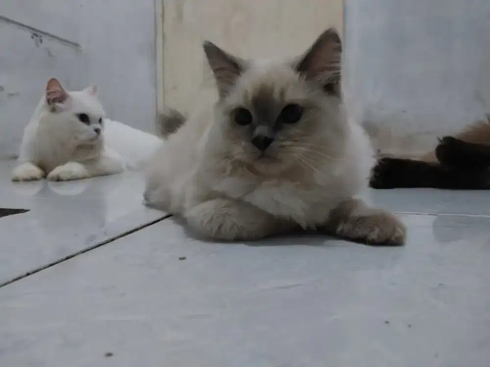 Open adopt persia mixdom abu