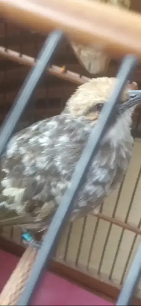 Cucak rowo blorok extrem usia baru 1.5th gacor