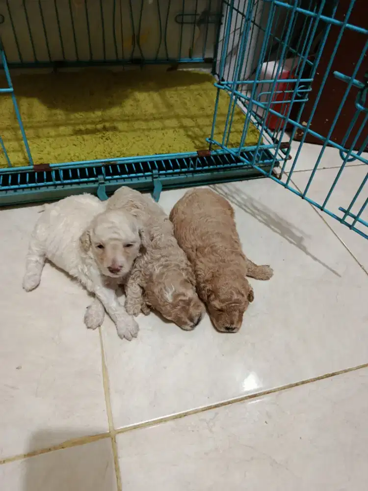 Toy Poodle asli