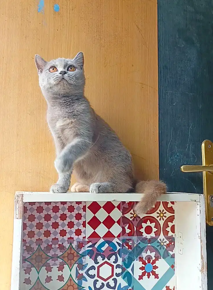 Bsh female (carrier cinnamon)