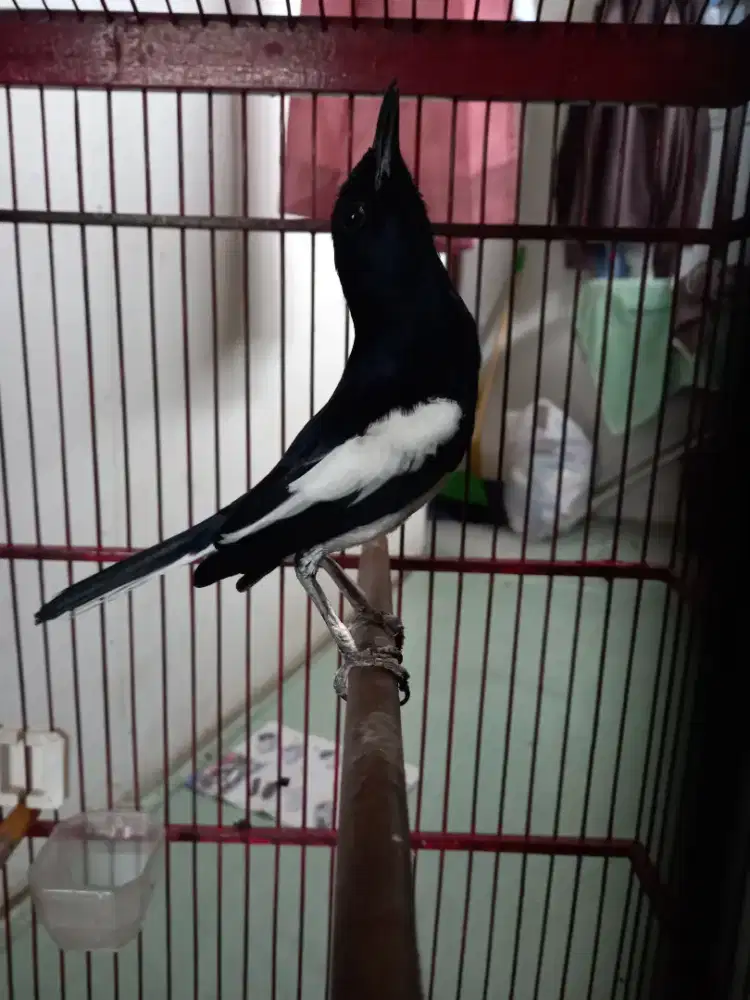 Kacer jabar 4 larasan