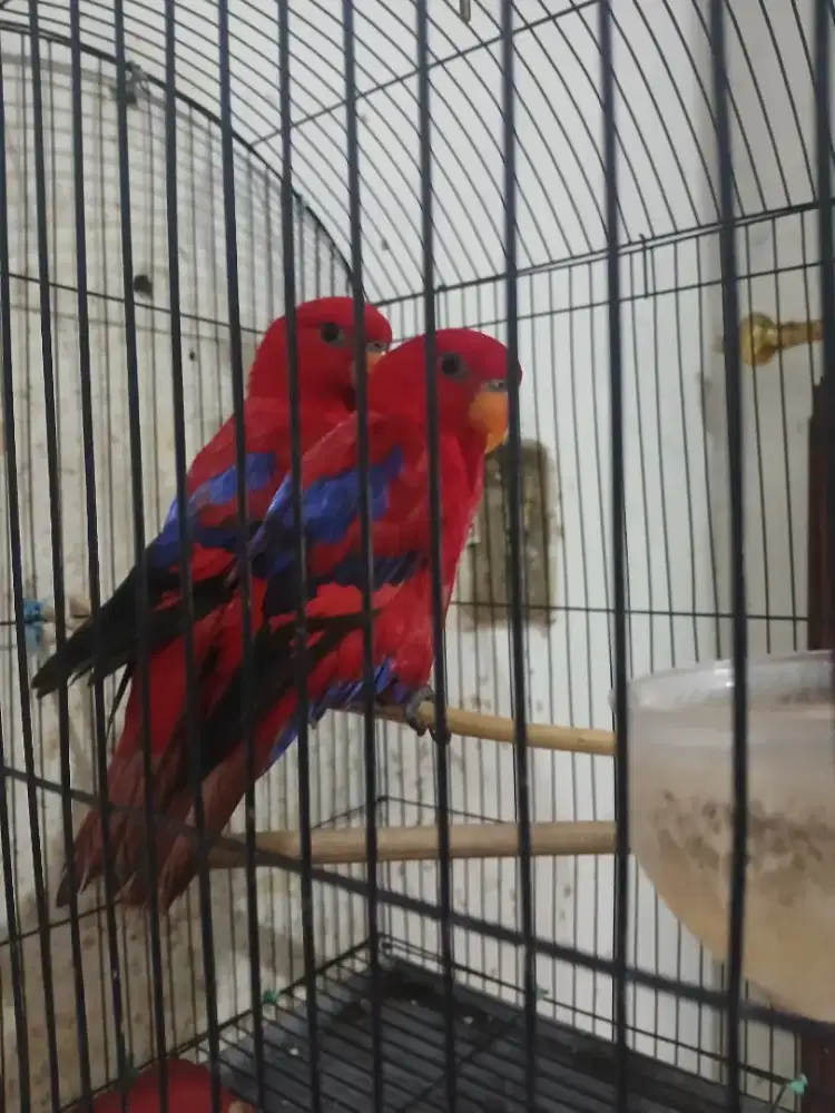 Jual aja mau ganti momongan