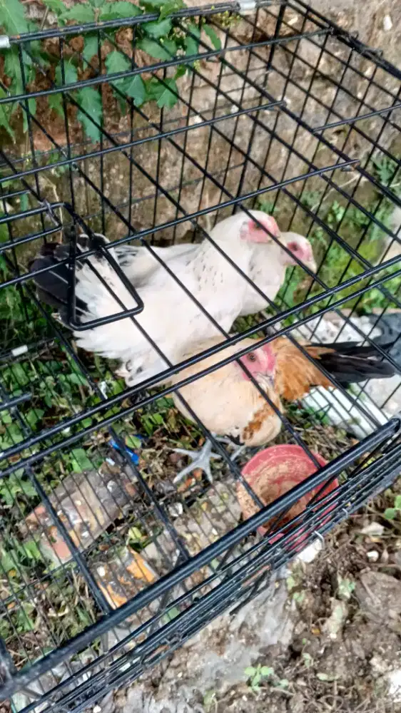 Jual ayam warna coklat emas 1ekor