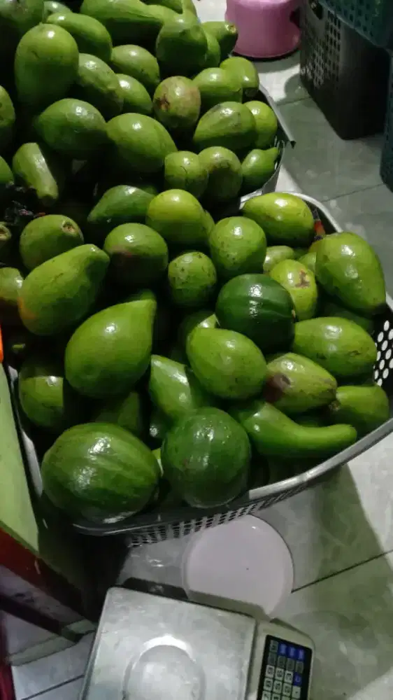 Alpukat Super asli Lampung