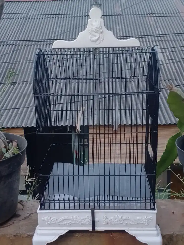 Kandang burciL msh baru