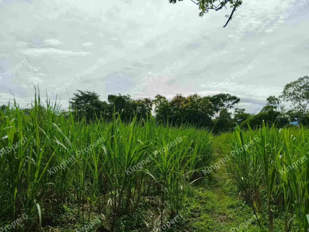 Tanah murah spek ternak jabung malang