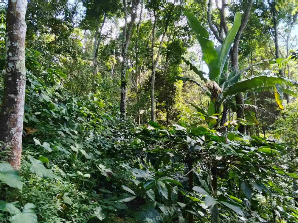 Kebun kopi durian cengkeh produktif tanah komplangan