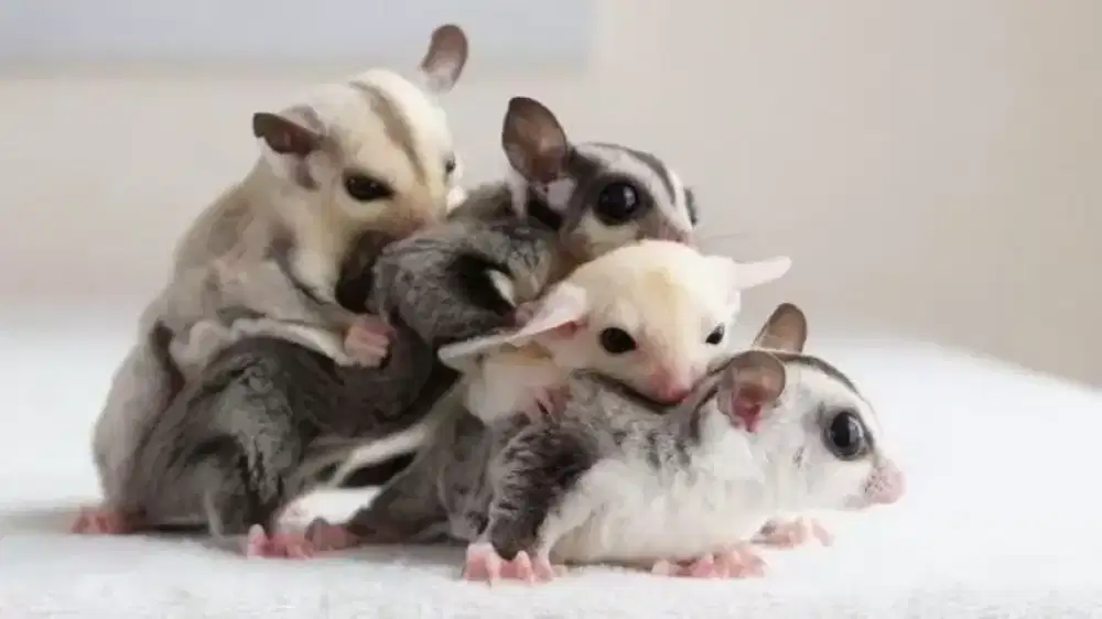 Jasa mandiin sugar glider dan penitipan
