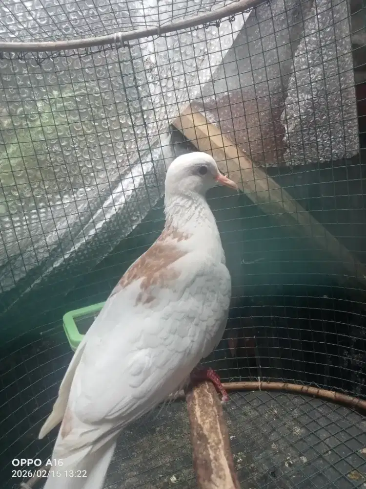 Tekukur kuk 1 BS mata split merah