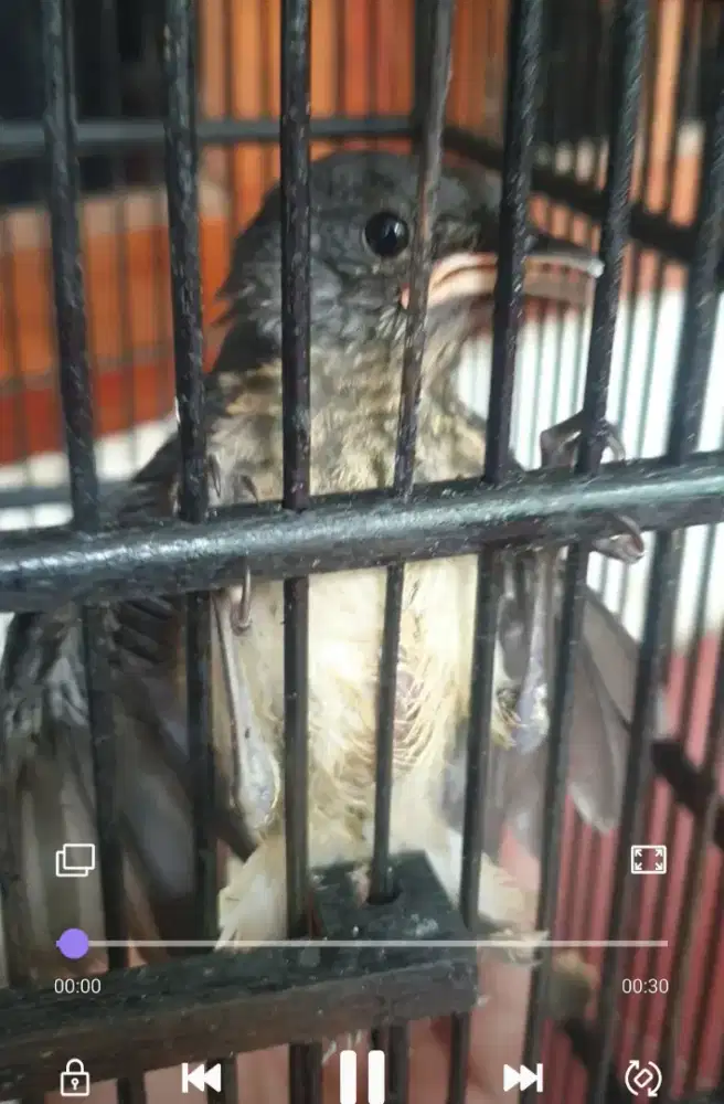 Kacer daput loloh hutan garansi jantan