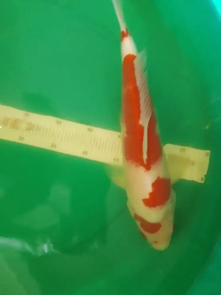 Ikan koi Kohaku 42cm lokal Blitar