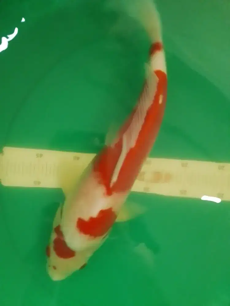 Ikan koi Kohaku 42cm male