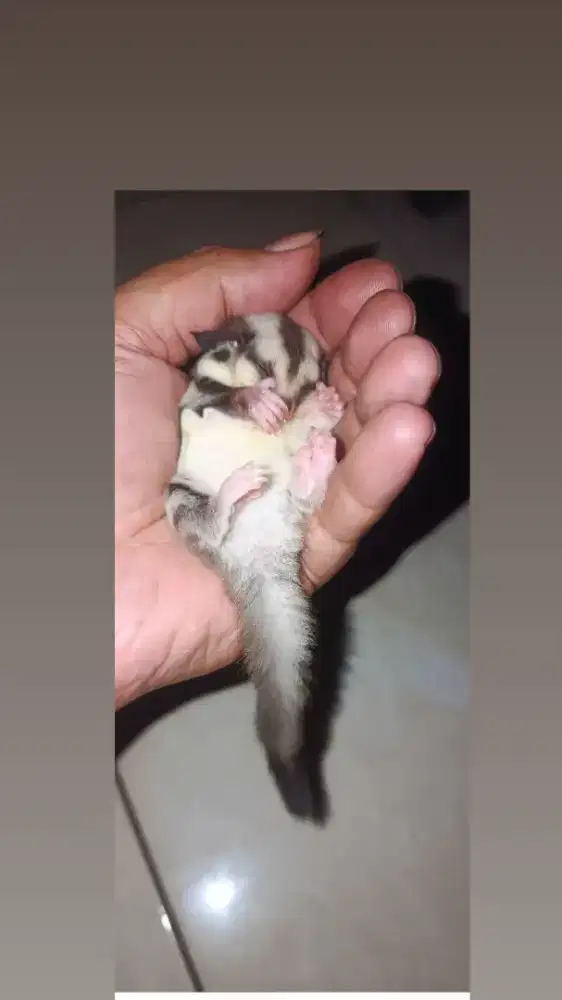 Sugar glider joy dan dewasa