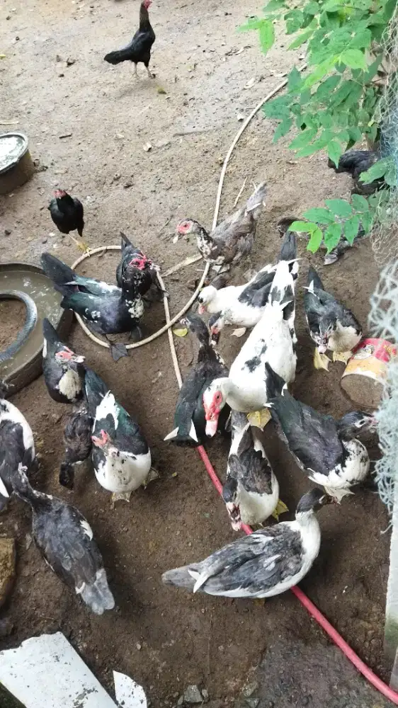 BEBEK ENTOK LOKAL CAMPURAN