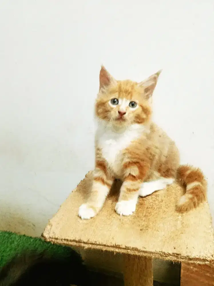 Kitten mainecoon Betina Pure No mix. Garansi