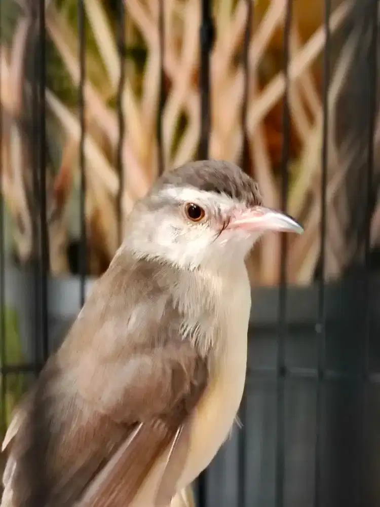 Ciblek Sawah Jantan muda