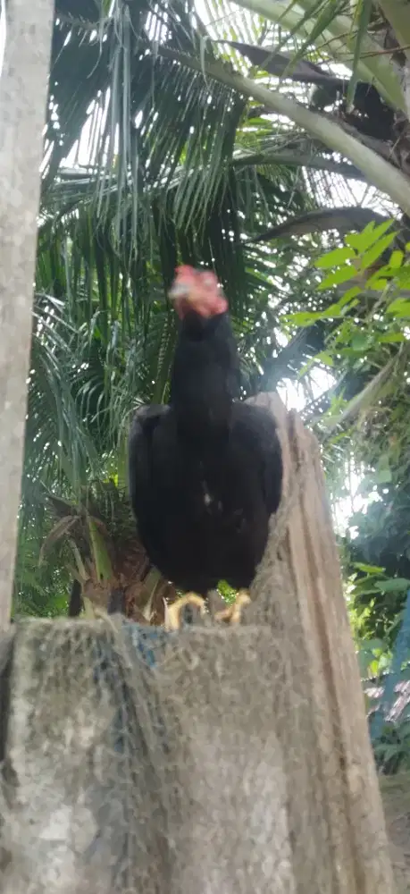 Ayam Siam PEDAGING
