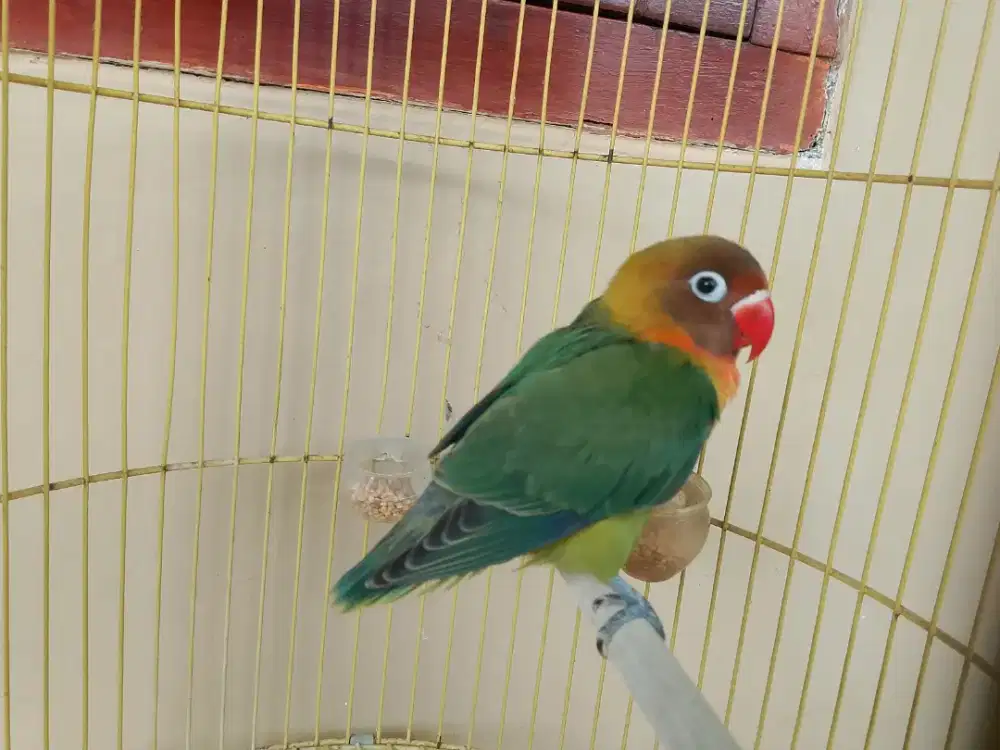 2 burung & hp borongan