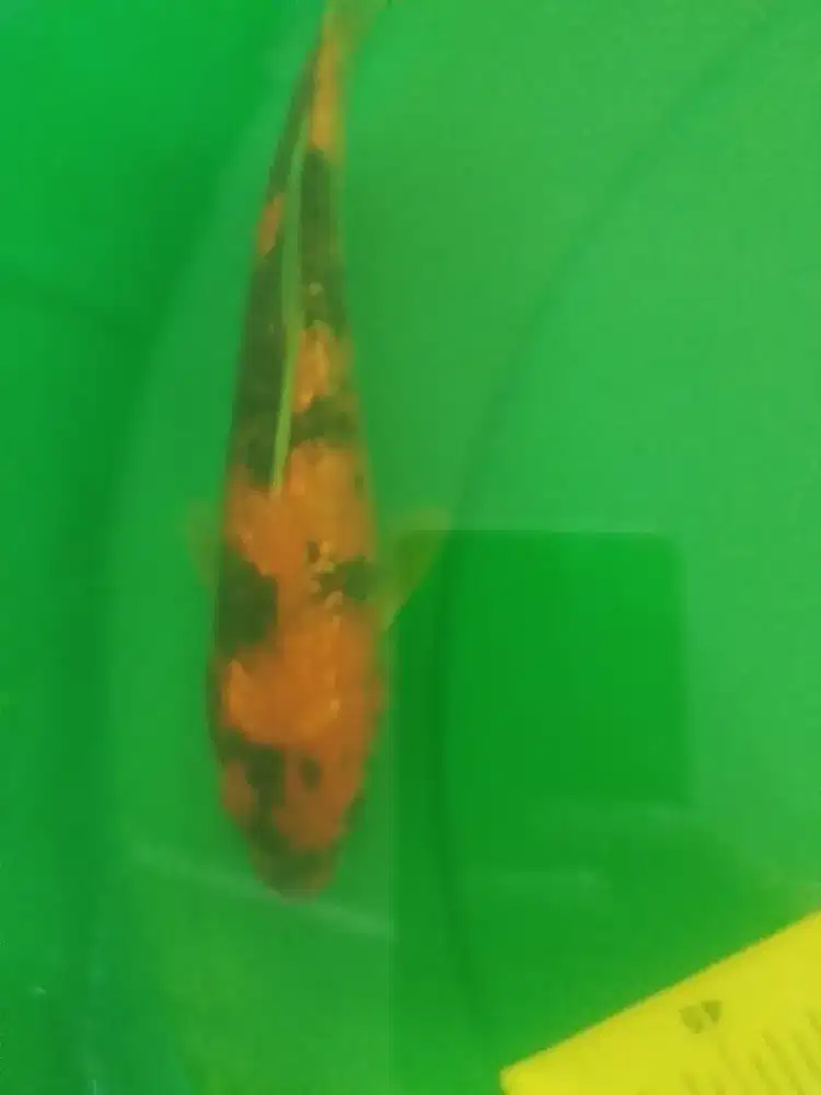 Ikan koi jenis Showa Ginrin 27cm