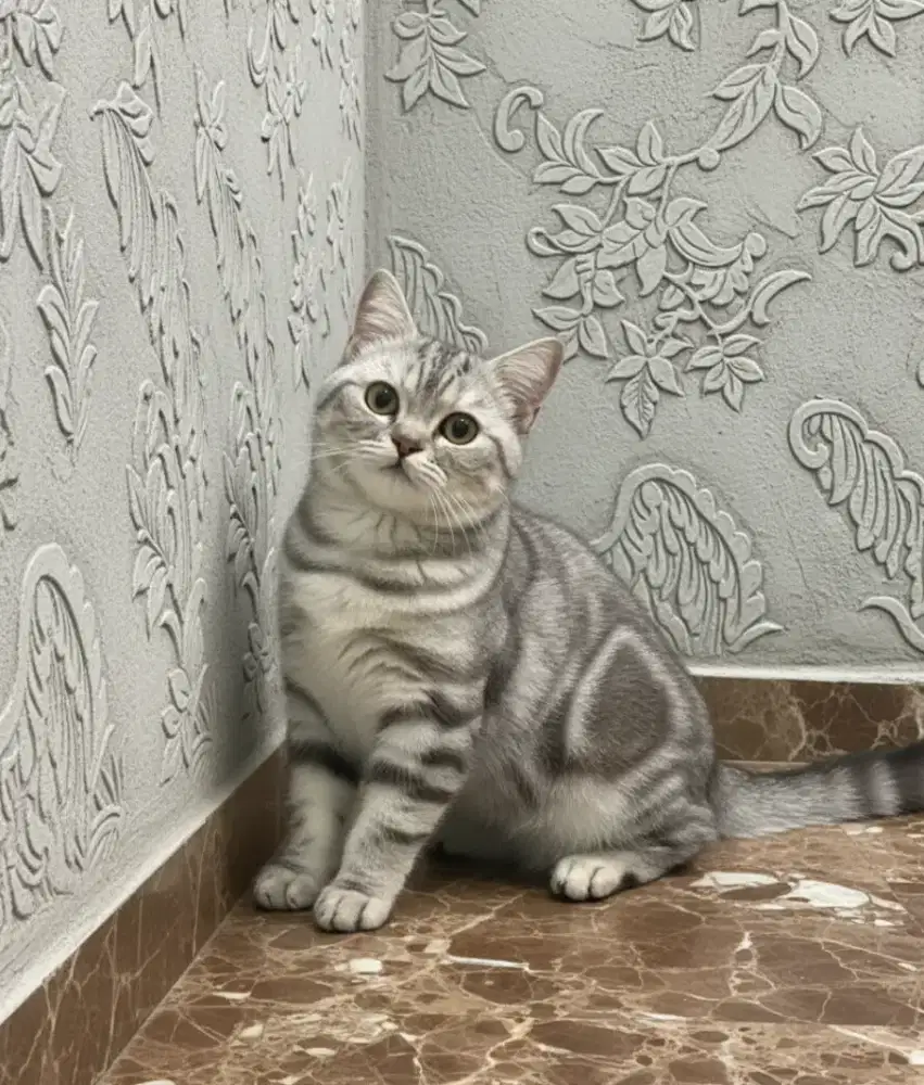 Persian marbel shorthair