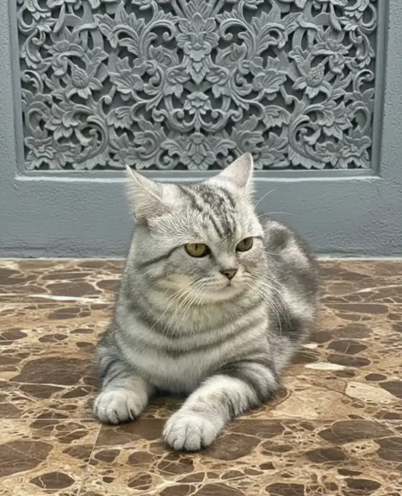 American shorthair silver