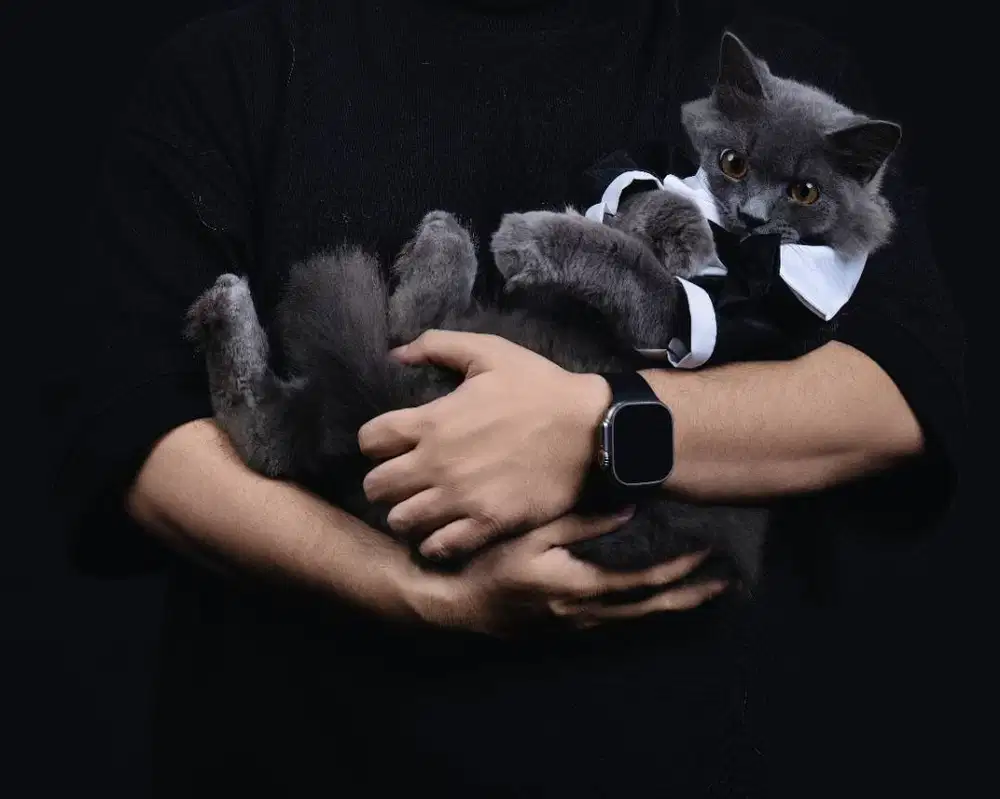 Open Adopt Buat Kucing Ini