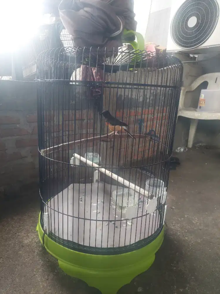 Burung murai betina fulset bisa tt