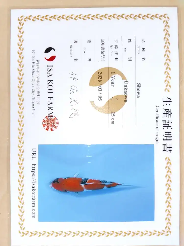 Ikan koi jenis Showa 29cm import sertifikat