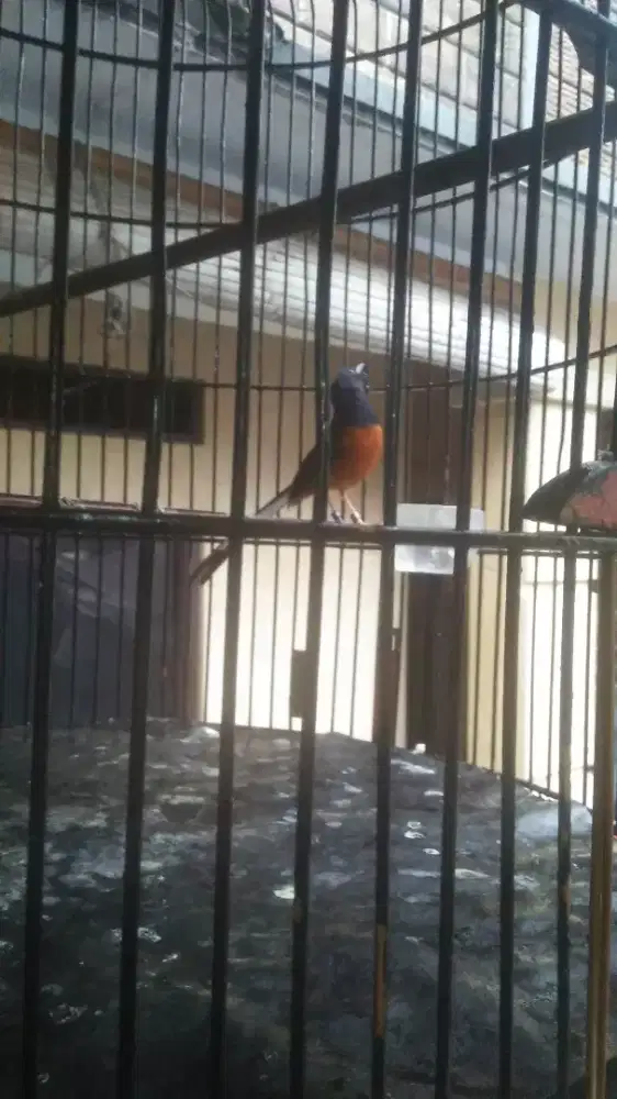 Maharin aja murai hariay rajin fulset 1,4nego