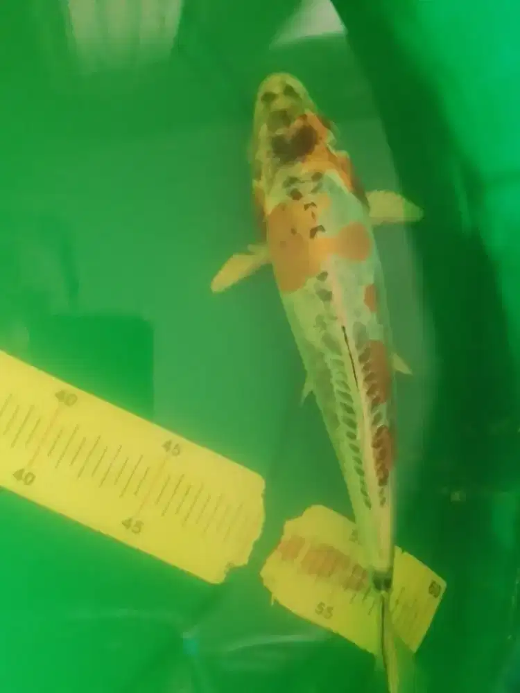 Ikan koi jenis Kikokuryu 29cm bagus