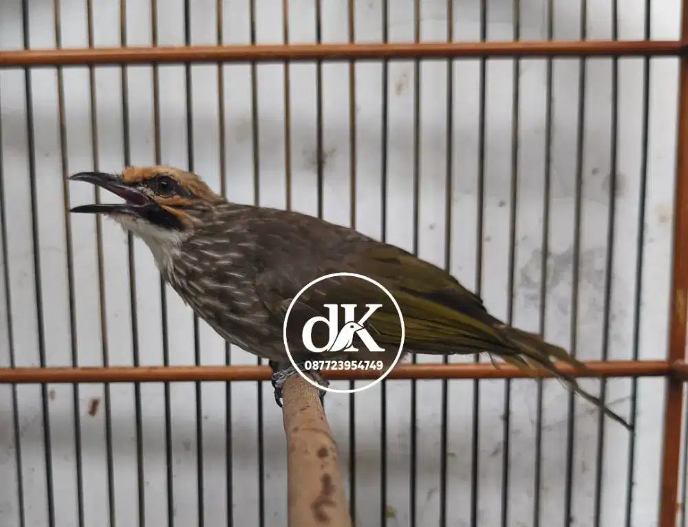 Cucak Rawa cabutan aviary