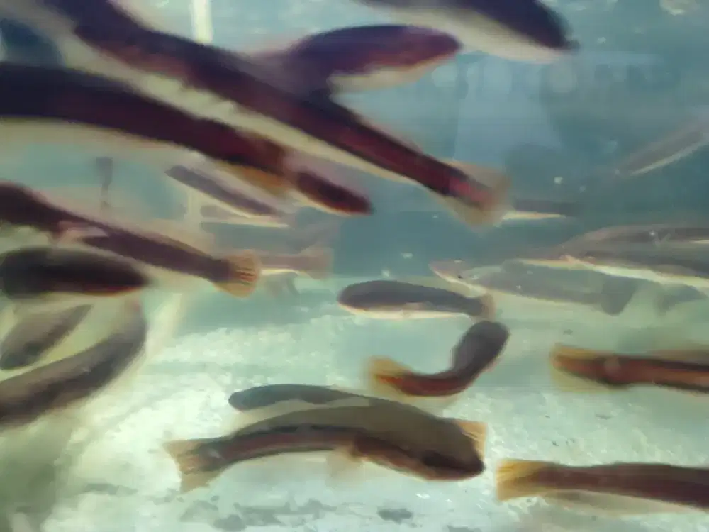 Bibit Toman/Micropeltes