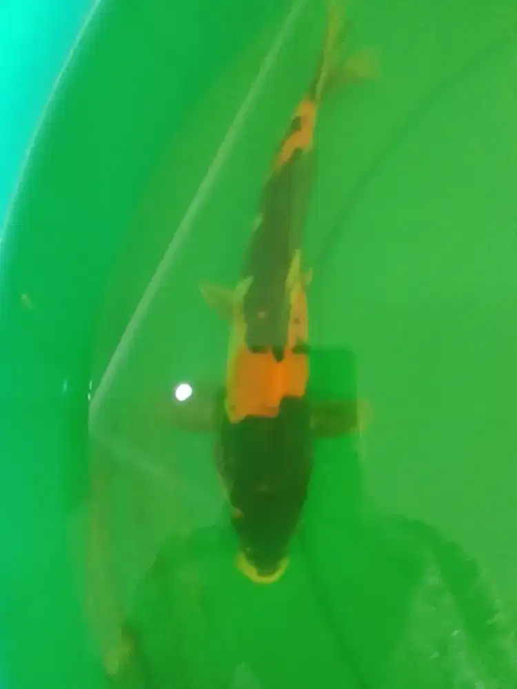 Ikan koi jenis Showa Doitsu 27cm antik