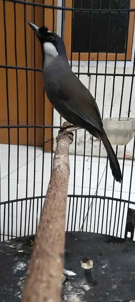 Poksay hongkong  rajin