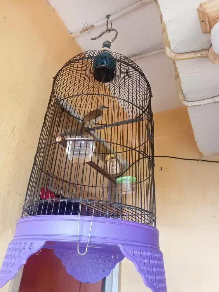 UCUK JINAK TAPI GA BISA DI ELUS'' (PENGANG) JUAL FS NO KERODONG