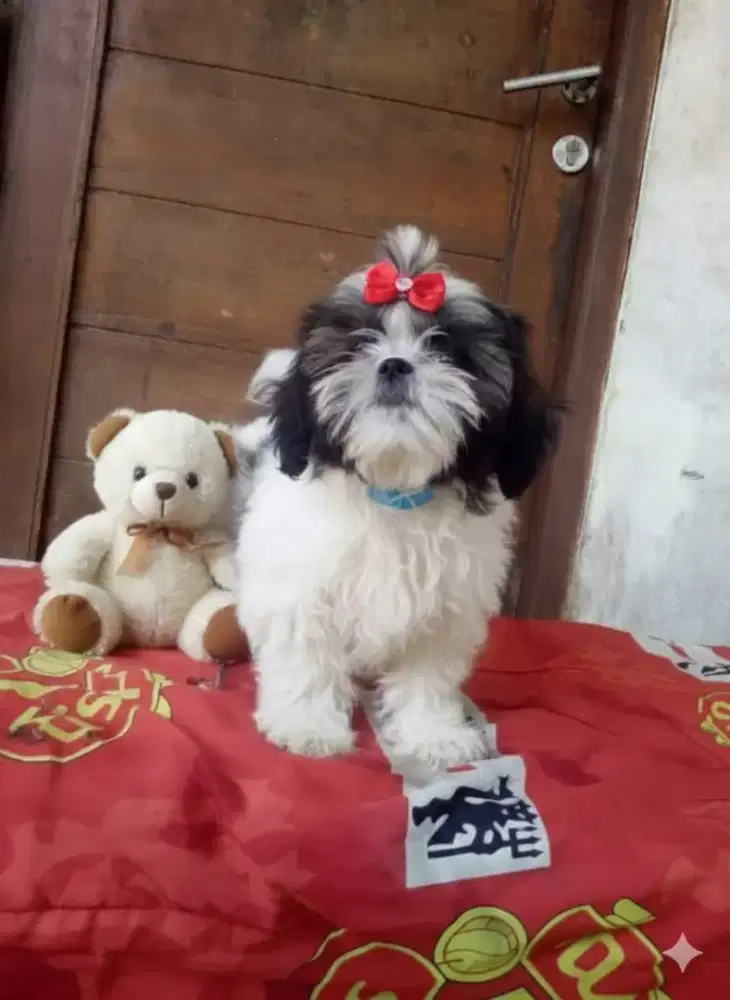 Shintzhu betina 4 bulan