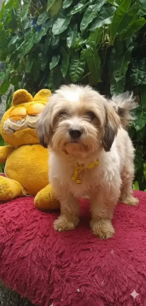 Shintzhu mixmaltis betina1, thn