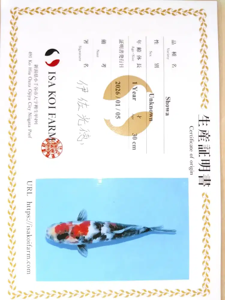 Ikan koi jenis Showa import sertifikat ISA 33cm