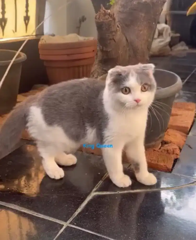 Kucing Scottish Fold Blue Bicolor 5 bulan Parent Pedigree