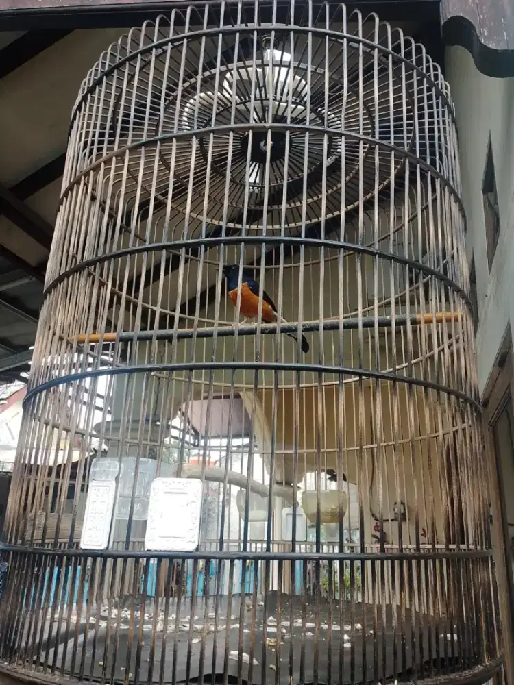 Burung murai batu fs
