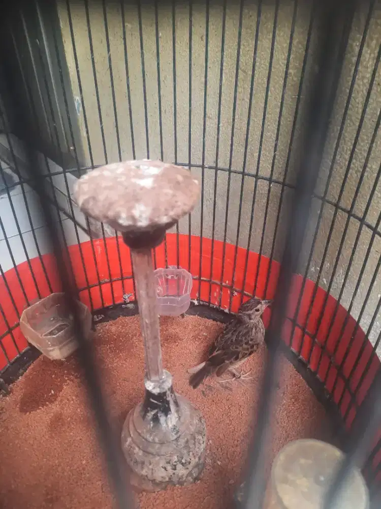 Branjangan mirafra javanica ring gacor baru rapih nyulam..