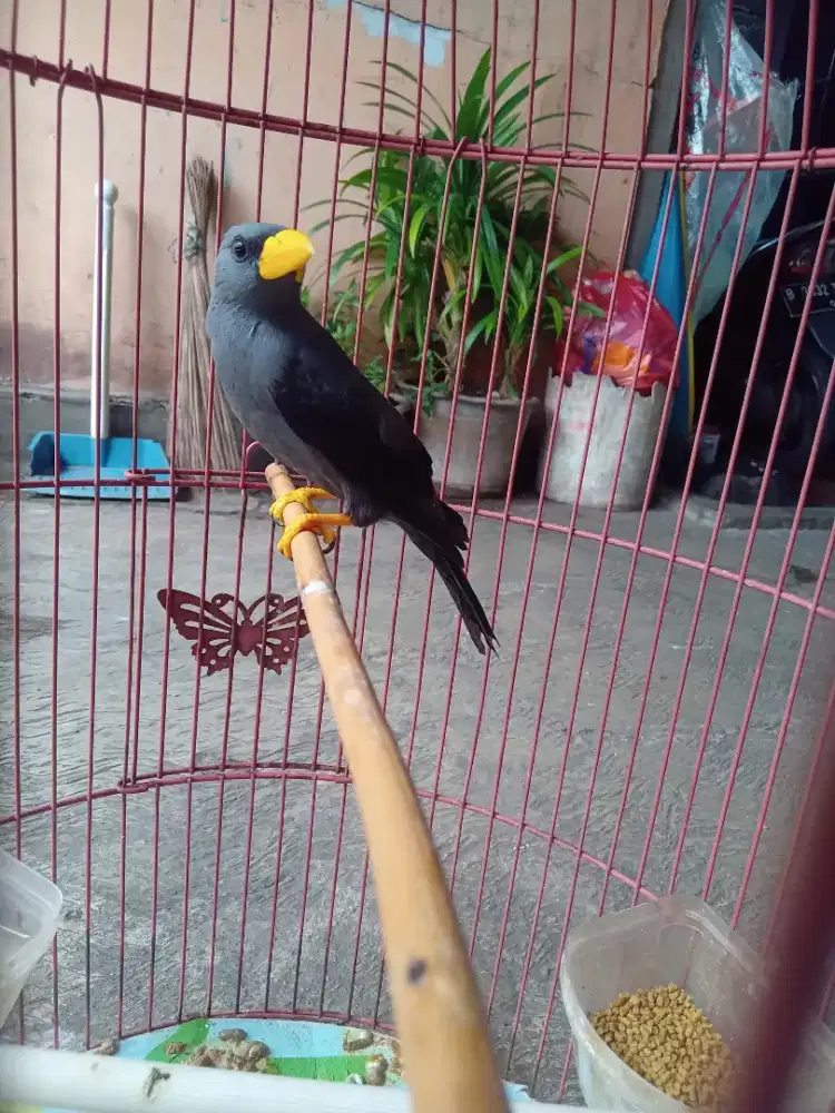 Burung rio jinak