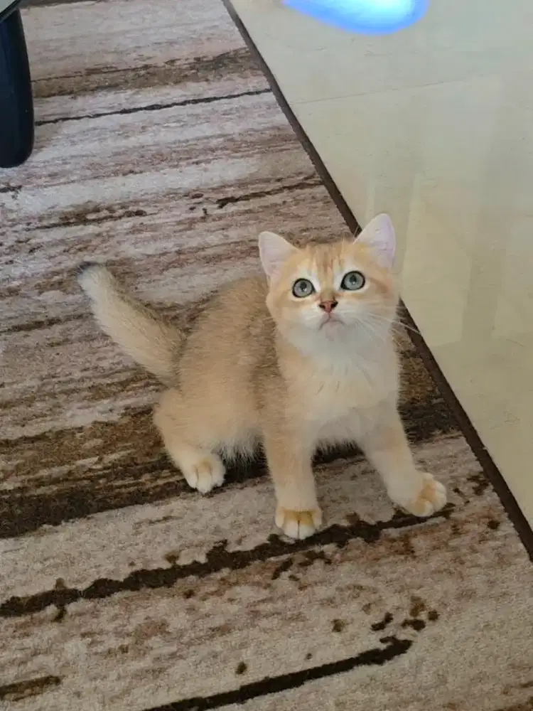 British Shorthair BSH Kitten Golden Jantan NY11