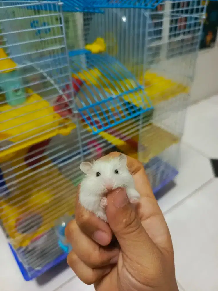 5 Hamster roborovsky beserta kandang dan seluruh mainan dll