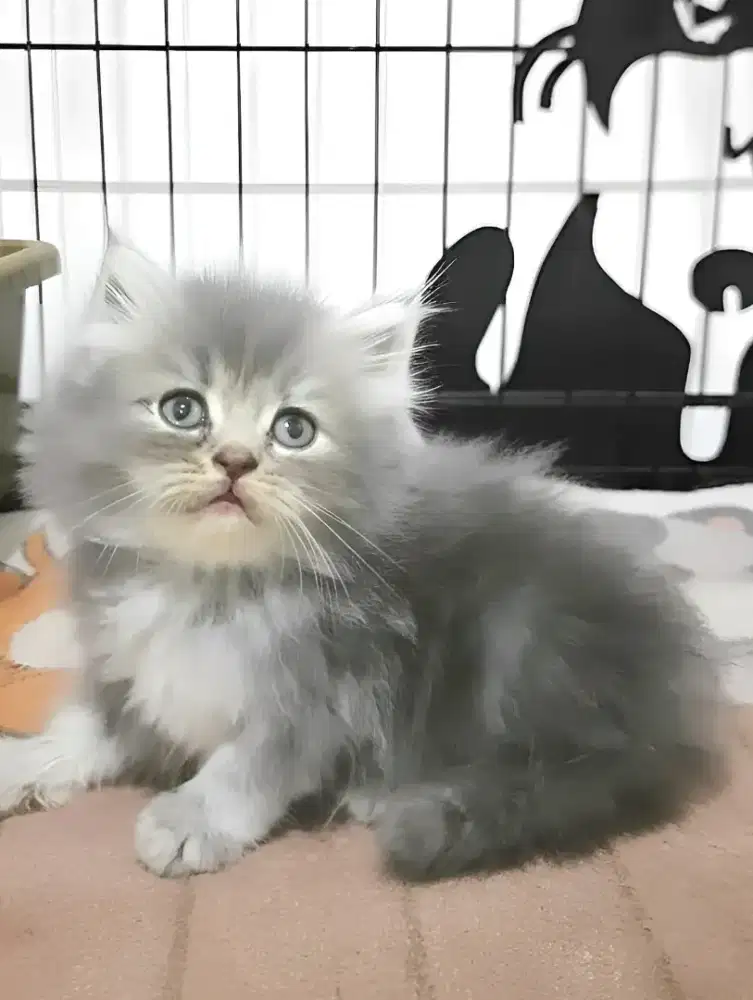 Kucing persia betina